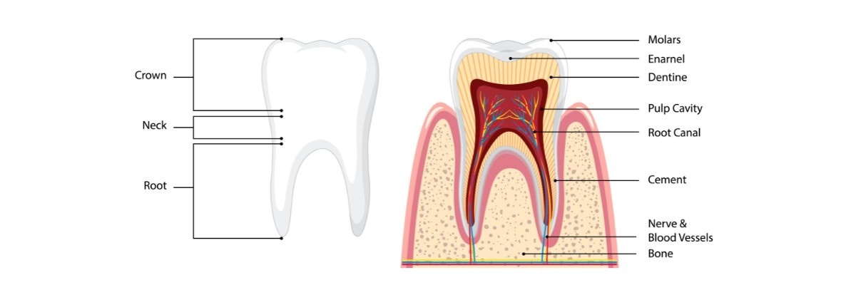 Key Benefits of a Root Canal | Main Street Dental